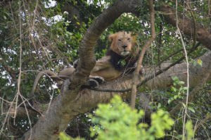 Queen Elizabeth National Park