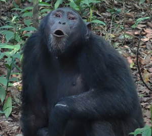 Kibale forest National Park