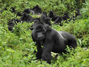 Mgahinga Gorilla National Park
